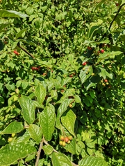Cotoneaster bullatus