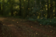 Tetragonisca fiebrigi