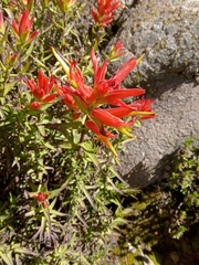 Castilleja tenuiflora