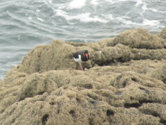 Haematopus ostralegus