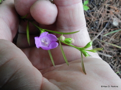 Agalinis tenuifolia