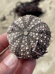 Strongylocentrotus purpuratus
