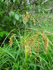 Scirpus pedicellatus