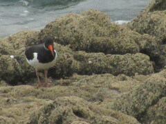 Haematopus ostralegus