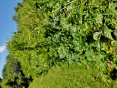 Cotoneaster bullatus