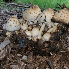 Coprinopsis variegata