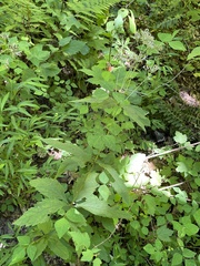 Eutrochium purpureum