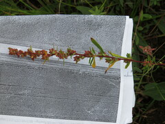 Crocanthemum bicknellii