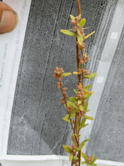 Crocanthemum bicknellii