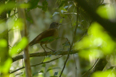 Turdus leucomelas