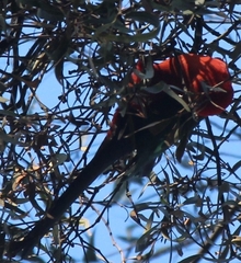 Alisterus scapularis