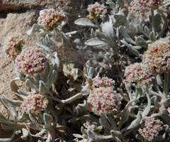 Eriogonum pauciflorum