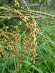 Scirpus pedicellatus