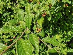 Cotoneaster bullatus