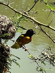 Ploceus cucullatus
