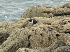Haematopus ostralegus