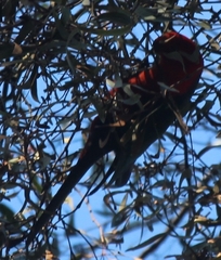 Alisterus scapularis