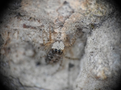 Menemerus semilimbatus