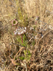 Daucus carota