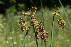 Schoenoplectus tabernaemontani
