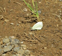 Pieris rapae