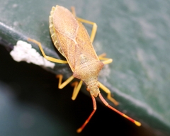 Gonocerus acuteangulatus