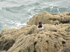 Haematopus ostralegus