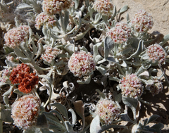 Eriogonum pauciflorum