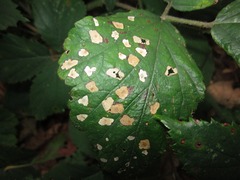 Coleophora potentillae