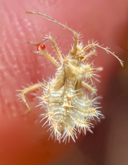 Phyllomorpha laciniata