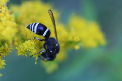 Ancistrocerus