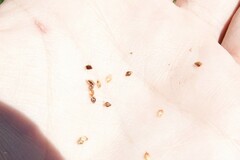 Schoenoplectus tabernaemontani