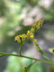 Solidago arguta