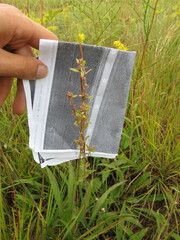 Crocanthemum bicknellii