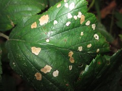 Coleophora potentillae