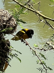 Ploceus cucullatus