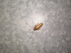 Ectobius vittiventris