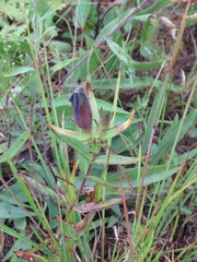 Gentiana andrewsii