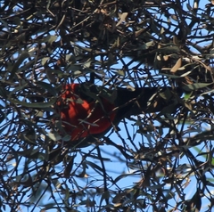 Alisterus scapularis