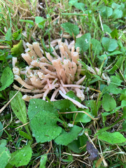 Clavaria