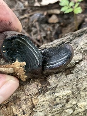 Daldinia childiae