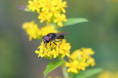 Syrphidae