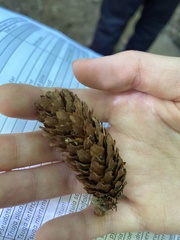 Picea sitchensis
