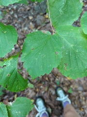 Hamamelis virginiana