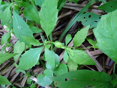 Neolasioptera lycopi