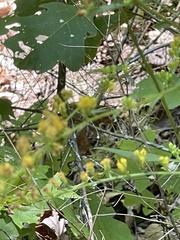 Solidago arguta