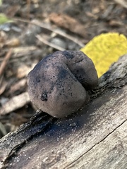 Daldinia childiae