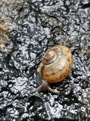 Fruticicola fruticum