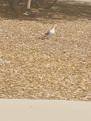 Columba livia domestica