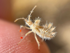 Phyllomorpha laciniata